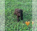Small #2 Cockapoo