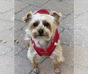 A Kalipso (AKA Kalli) - Female Mutt Dog for Adoption - Photo #3
