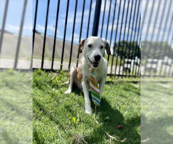 Medium Photo #2 Mutt Puppy For Sale in Temple, TX, USA