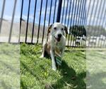 Small #1 Mutt