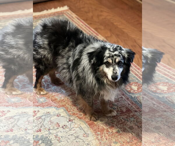 Medium Photo #2 Australian Shepherd Puppy For Sale in Lakemont, GA, USA