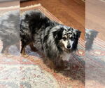Small #1 Australian Shepherd