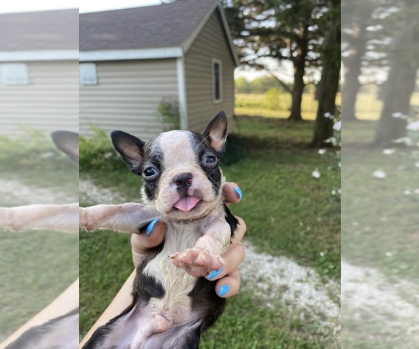 Medium Photo #11 Boston Terrier Puppy For Sale in FREDONIA, KS, USA