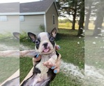 Small #10 Boston Terrier