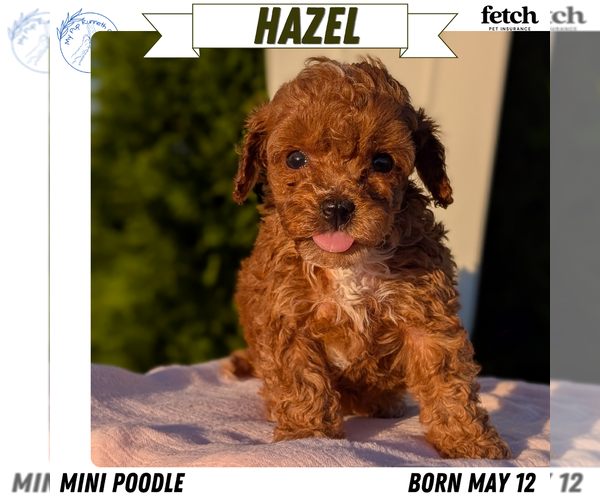 Medium Photo #1 Poodle (Miniature) Puppy For Sale in GOSHEN, IN, USA