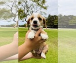 Small Cocker Spaniel