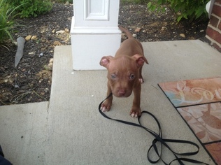 American Pit Bull Terrier Puppy for sale in WALDORF, MD, USA