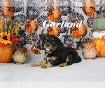 Small #11 Cavalier King Charles Spaniel