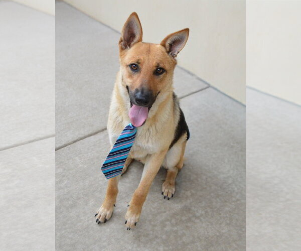 Medium Photo #2 German Shepherd Dog-Unknown Mix Puppy For Sale in McKinney, TX, USA