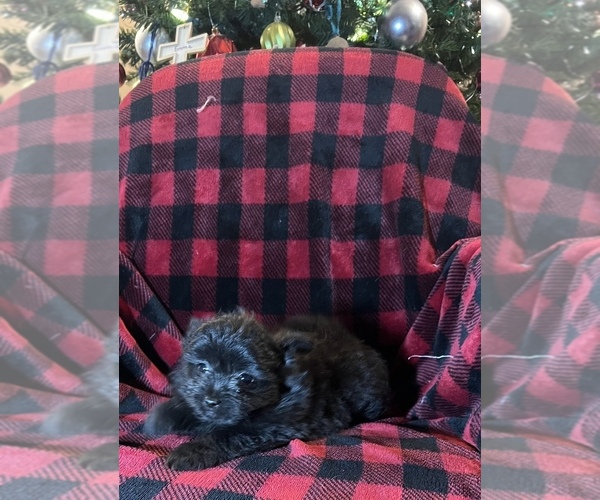 Medium Photo #5 Shiranian Puppy For Sale in LE CLAIRE, IA, USA