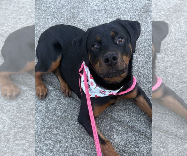 Medium Photo #6 Rottweiler Puppy For Sale in Mooresville, NC, USA