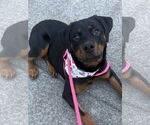 Small #5 Rottweiler