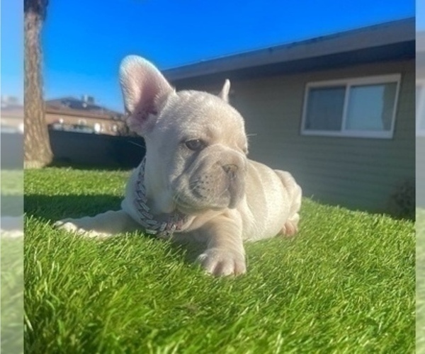 Medium Photo #3 French Bulldog Puppy For Sale in LOUISVILLE, KY, USA