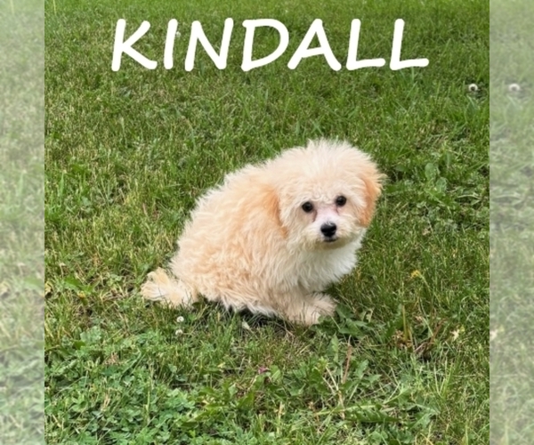 Medium Photo #3 Shih-Poo Puppy For Sale in HARTLAND, MN, USA