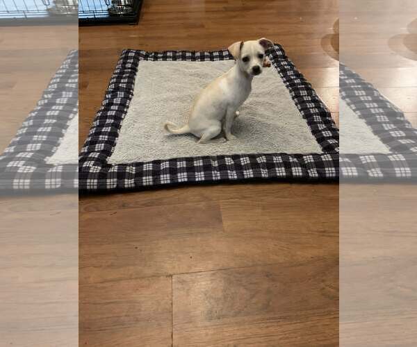 Medium Photo #3 Chihuahua-Unknown Mix Puppy For Sale in Greenville, SC, USA