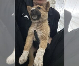 Mutt Dogs for adoption in Stockton, CA, USA