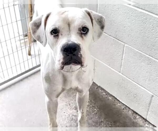 Medium Photo #1 Boxer-Unknown Mix Puppy For Sale in Houston, TX, USA