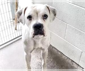 Boxer-Unknown Mix Dogs for adoption in Houston, TX, USA