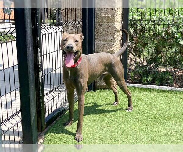 Medium Photo #2 Greyhound-Unknown Mix Puppy For Sale in Orange, CA, USA