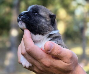 Medium Akita