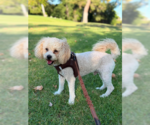 Small #1 Poodle (Toy)