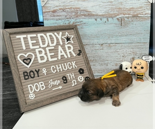 Medium Photo #9 Zuchon Puppy For Sale in NEW YORK MILLS, MN, USA