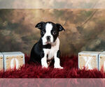 Small Photo #13 Boston Terrier Puppy For Sale in WARSAW, IN, USA