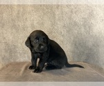 Small #4 Labrador Retriever