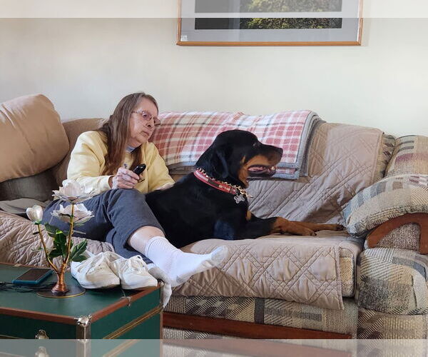 Medium Photo #9 Rottweiler-Unknown Mix Puppy For Sale in White Hall, AR, USA