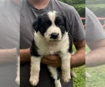 Small #4 Texas Heeler
