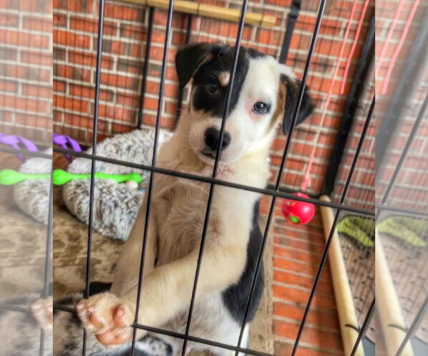 Medium Photo #3 Mutt Puppy For Sale in Garden City, NY, USA