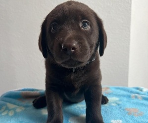 Labrador Retriever Puppy for sale in MOUNT VERNON, WA, USA