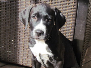 bernard labrador saint mix retriever puppy puppies