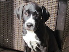 Puppy 2 Labrador Retriever-Saint Bernard Mix
