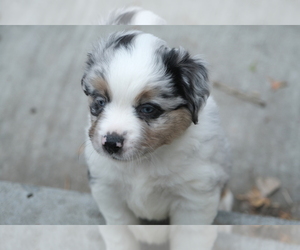 Miniature Australian Shepherd Puppy for sale in BENTON CITY, WA, USA