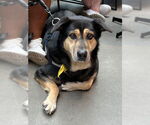 Small #3 Retriever  Mix