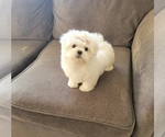 Puppy Pasta Maltese