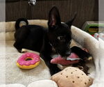 Small #6 Labrador Retriever Mix