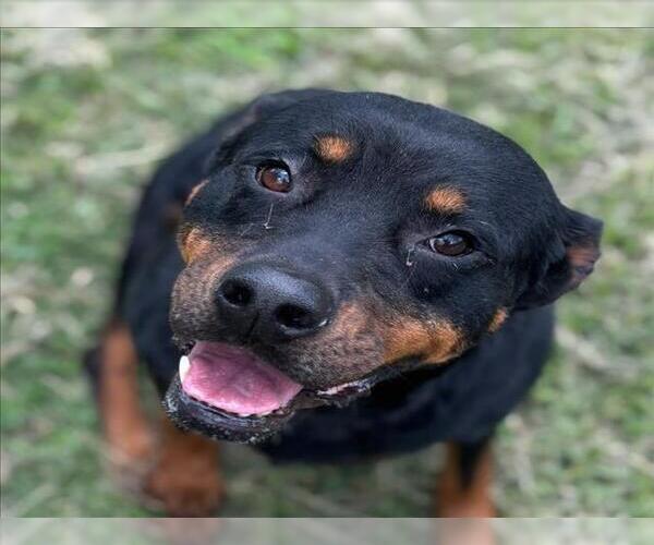 Medium Photo #3 Rottweiler Puppy For Sale in Texas City, TX, USA