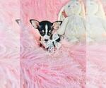 Small #3 Chihuahua