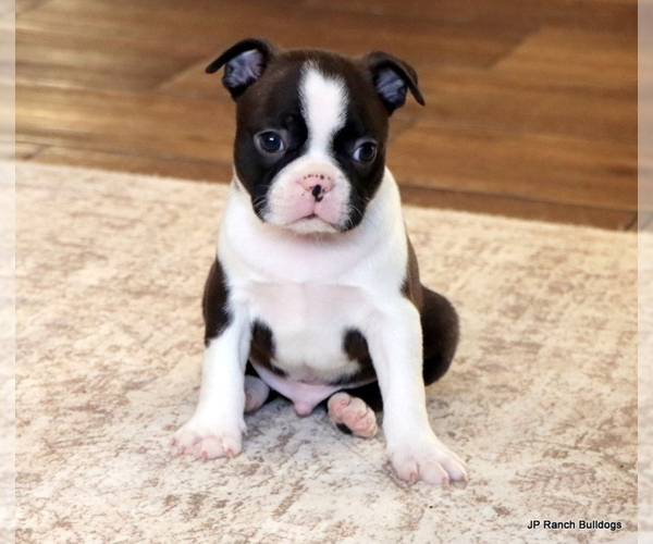 Medium Photo #13 Boston Terrier Puppy For Sale in WINNSBORO, TX, USA