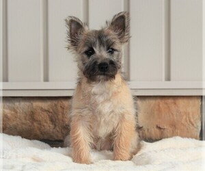 Cairn Terrier Puppy for sale in FREDERICKSBG, OH, USA