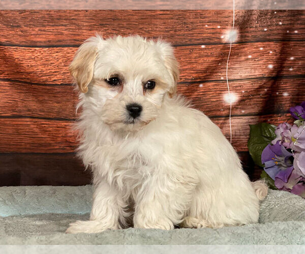 Medium Photo #1 Maltipoo Puppy For Sale in PENNS CREEK, PA, USA