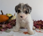 Small #10 Schnoodle (Miniature)