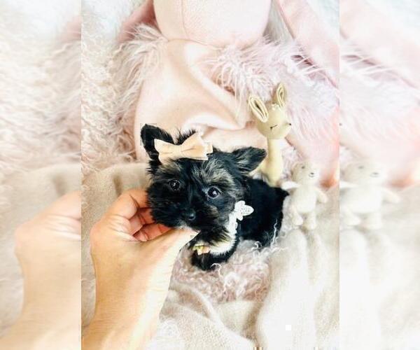 Medium Photo #16 Yorkshire Terrier Puppy For Sale in MIAMI BEACH, FL, USA
