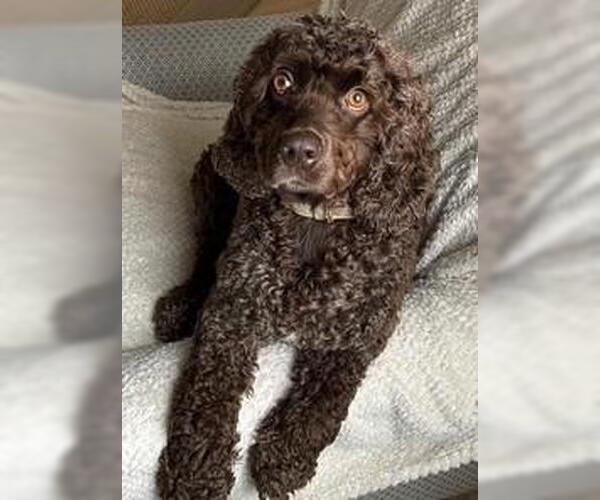 Medium Photo #1 Cocker Spaniel Puppy For Sale in Westminster, MD, USA