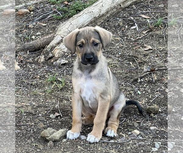 Medium Photo #1 Unknown-Whippet Mix Puppy For Sale in San Diego, CA, USA