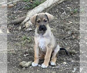 Unknown-Whippet Mix Dogs for adoption in San Diego, CA, USA