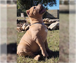 Small Photo #12 American Bully Puppy For Sale in SPRING BRANCH, TX, USA