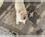 Small Photo #6 Chinese Shar-Pei Puppy For Sale in DIMONDALE, MI, USA